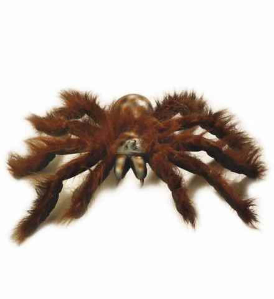 Tarantel braun