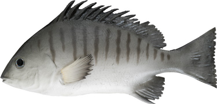 Snapper  grau 25cm