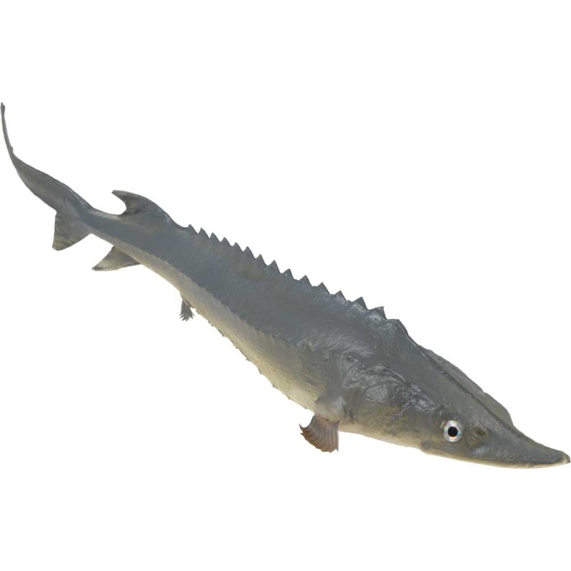 Stör Fisch 50cm aus Gummi